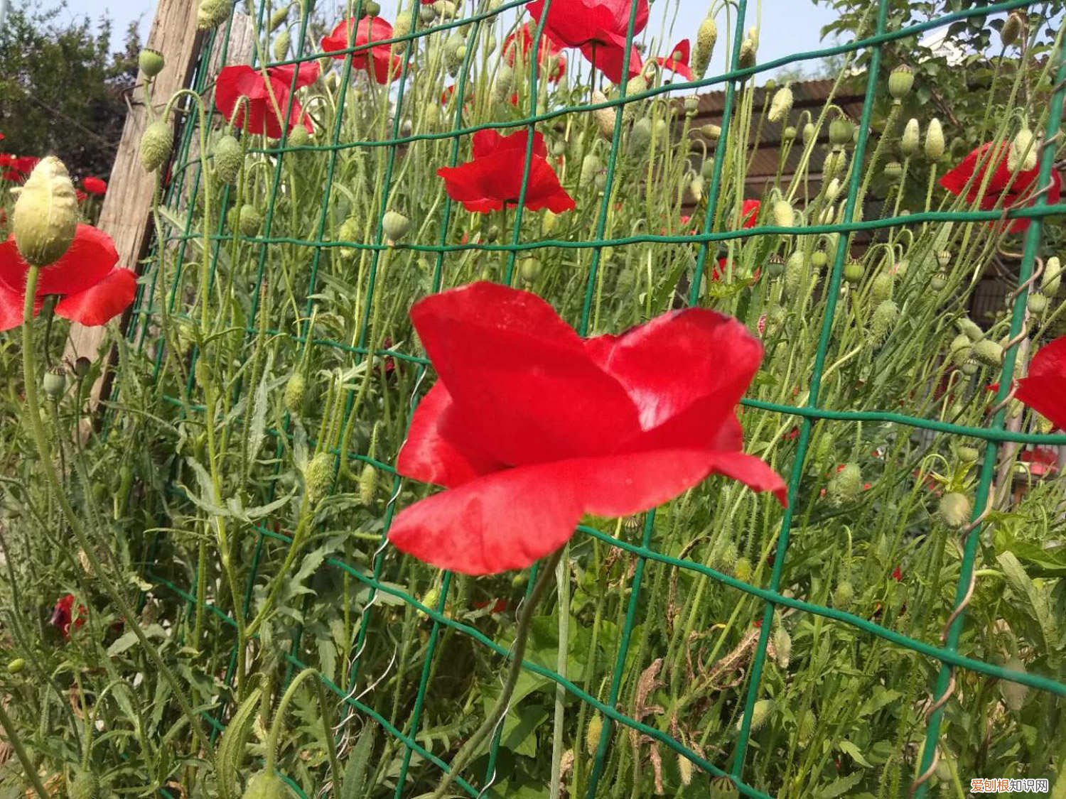 虞美人 花什么时候可以种 虞美人什么时候播种，虞美人花图片