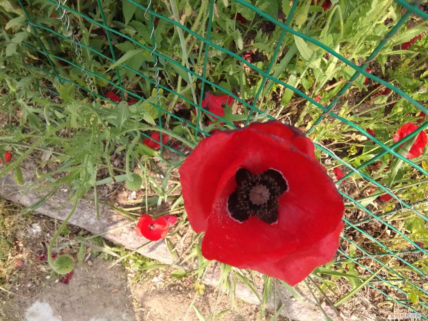 虞美人 花什么时候可以种 虞美人什么时候播种，虞美人花图片