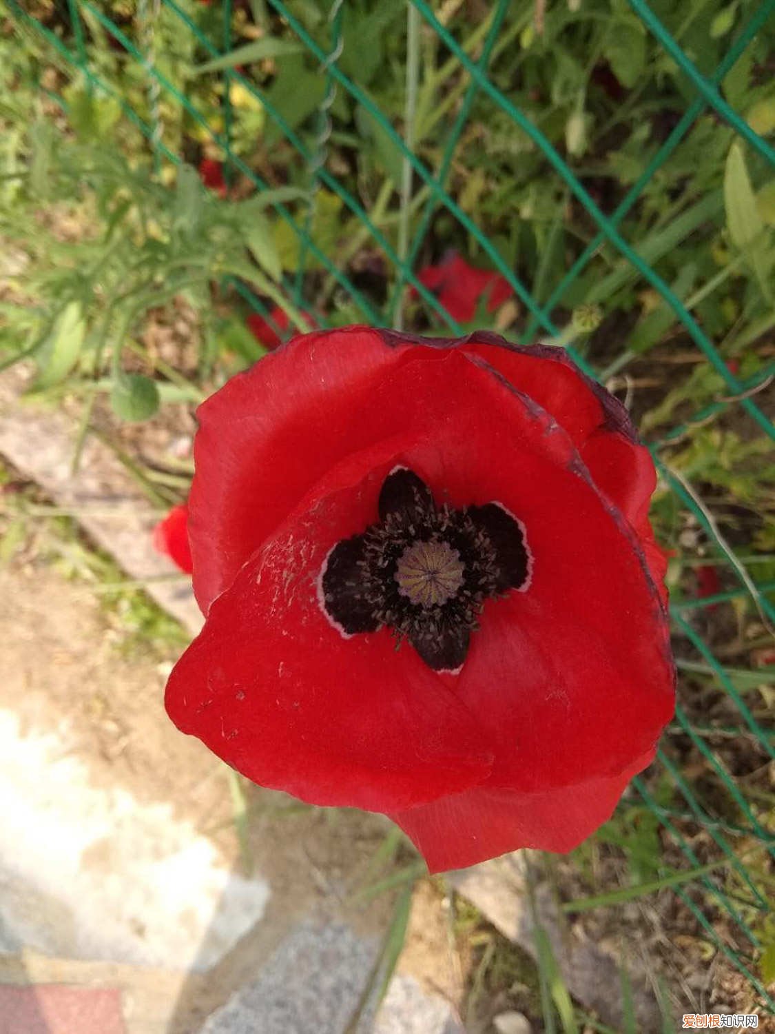 虞美人 花什么时候可以种 虞美人什么时候播种，虞美人花图片