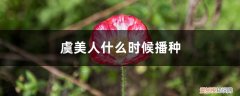 虞美人 花什么时候可以种 虞美人什么时候播种，虞美人花图片