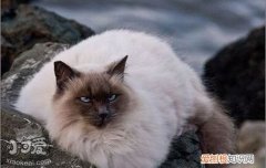 新手养猫注意事项 新手饲养暹罗猫需要注意哪些细节？