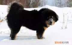 藏獒多重 成年藏獒多少斤