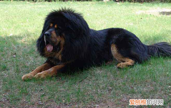 藏獒的特点和性格 藏獒的性格是什么