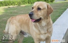 拉布拉多的品相介绍 拉布拉多的品质应该怎么判断