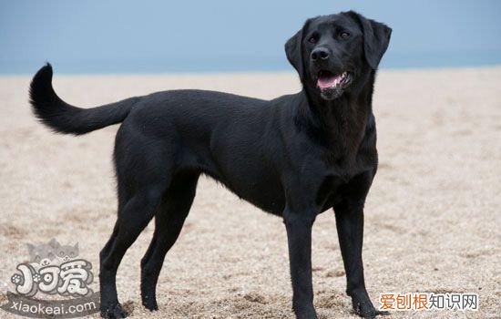 拉布拉多的品相介绍 拉布拉多的品质应该怎么判断