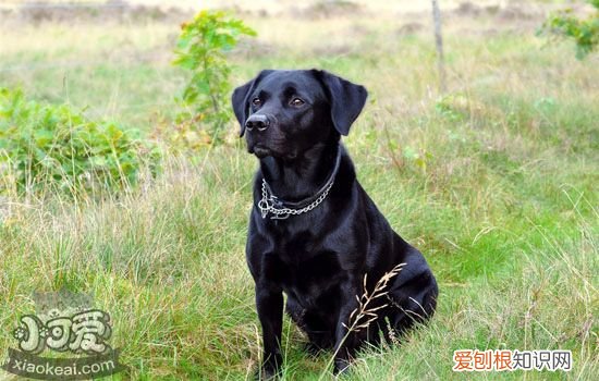 拉布拉多的品相介绍 拉布拉多的品质应该怎么判断
