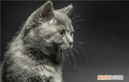 幼猫冷了会不会自己找窝 猫冷了是不是自己找窝,猫冷了会不会自己找窝