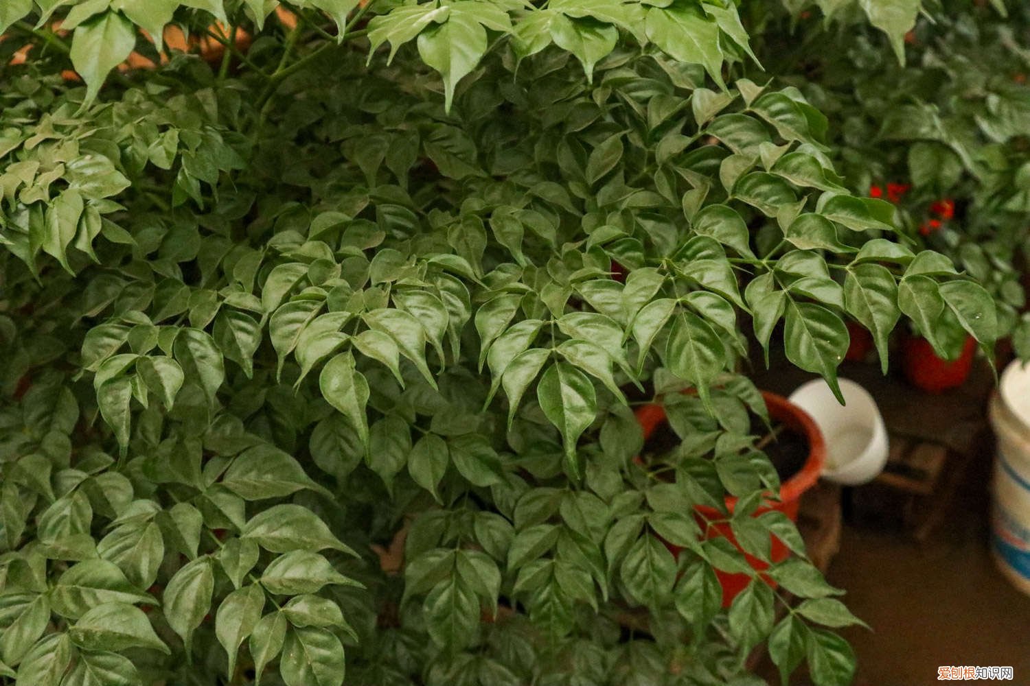 幸福树换盆后可以晒太阳吗 幸福树什么时候换土换盆,什么时候可以移到室外