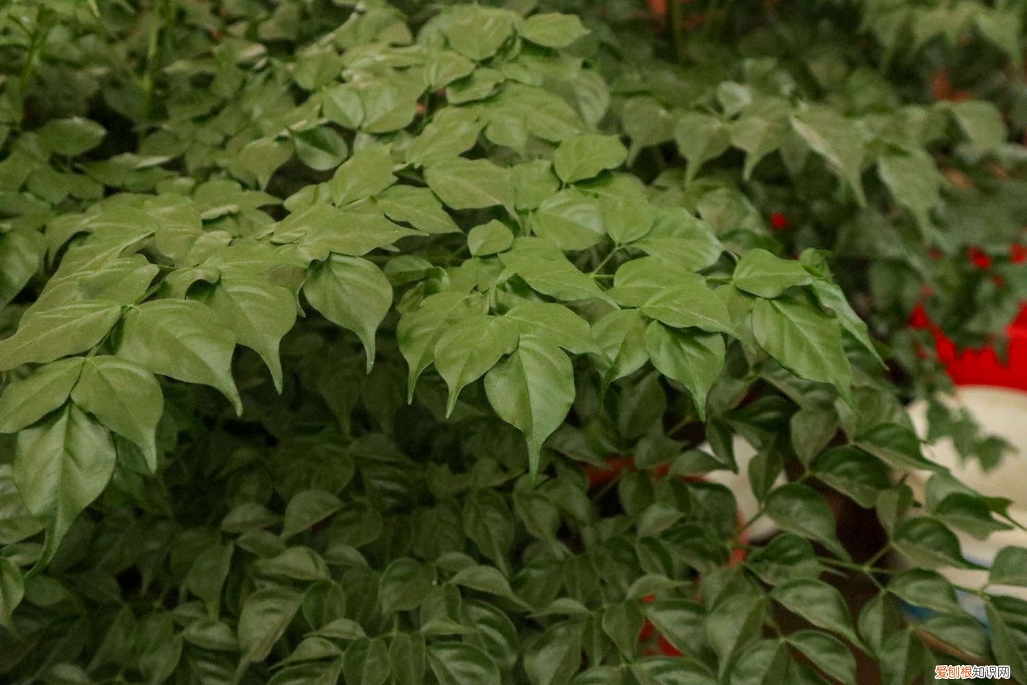 幸福树换盆后可以晒太阳吗 幸福树什么时候换土换盆,什么时候可以移到室外