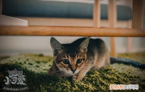 猫嫉妒心强是啥表现 猫咪做出这些行为就代表着醋坛子翻了