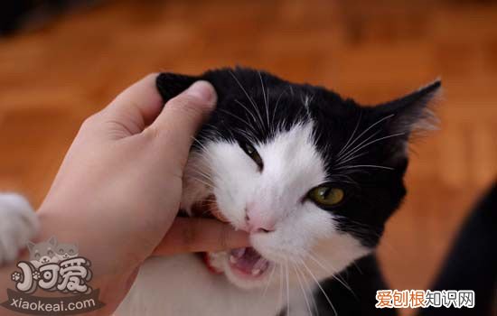 猫用脸蹭人是什么意思 猫咪用脸蹭人的5个理由