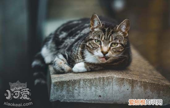 猫最讨厌的味道是什么 别让猫咪讨厌家里的味道