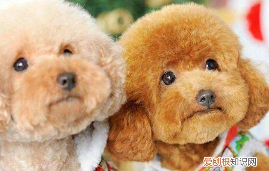 贵宾犬为什么要断尾巴 贵宾犬断尾巴的原因分析