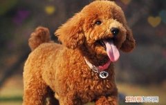 贵宾犬为什么叫泰迪犬 你知道泰迪名字的由来吗