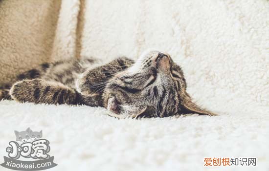 猫最怕什么 铲屎官们还不知道猫主子的弱点吗