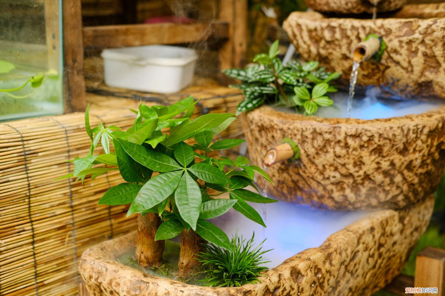 发财树一般怎么浇水 发财树怎么浇水,发财树浇水方法