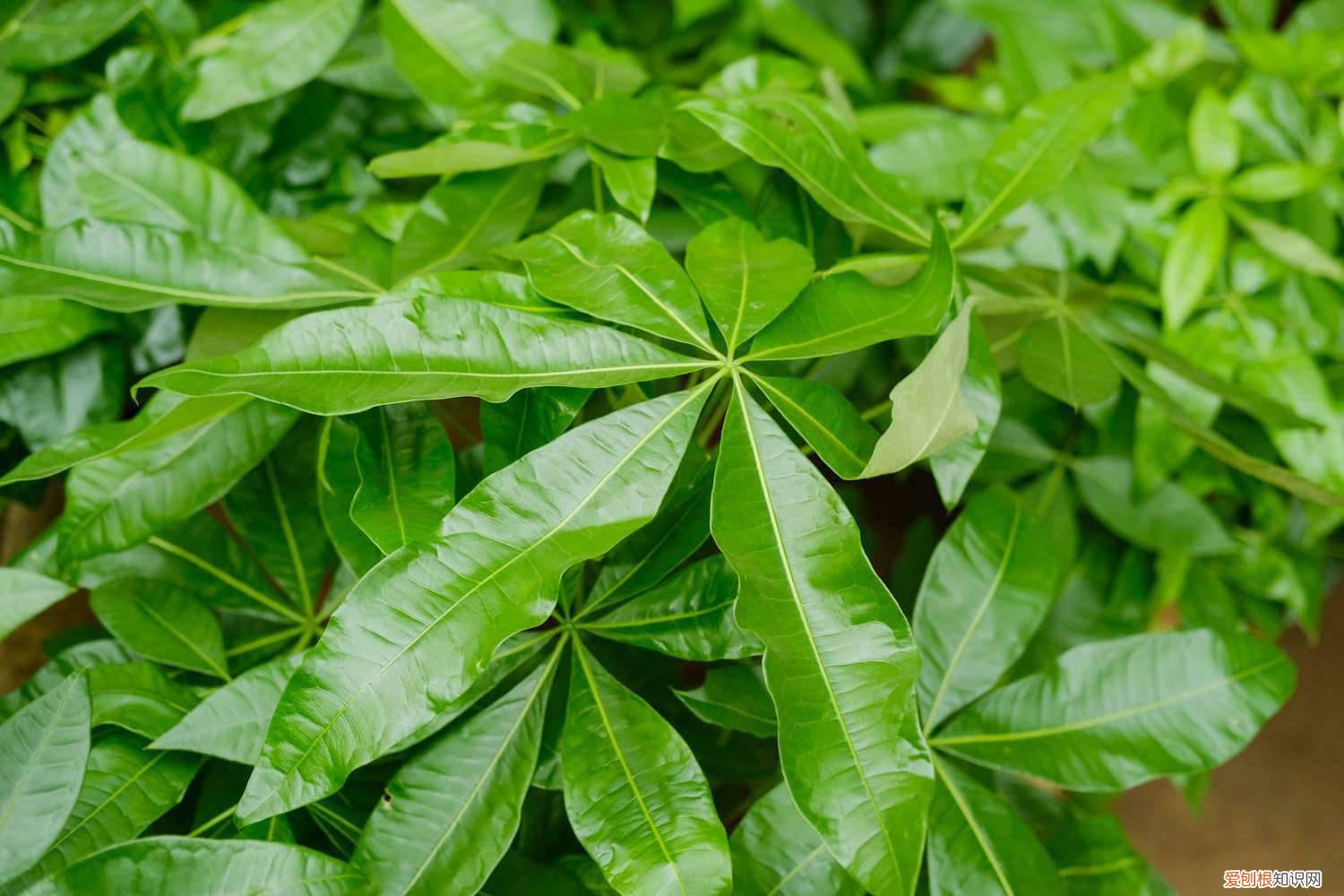 发财树一般怎么浇水 发财树怎么浇水,发财树浇水方法