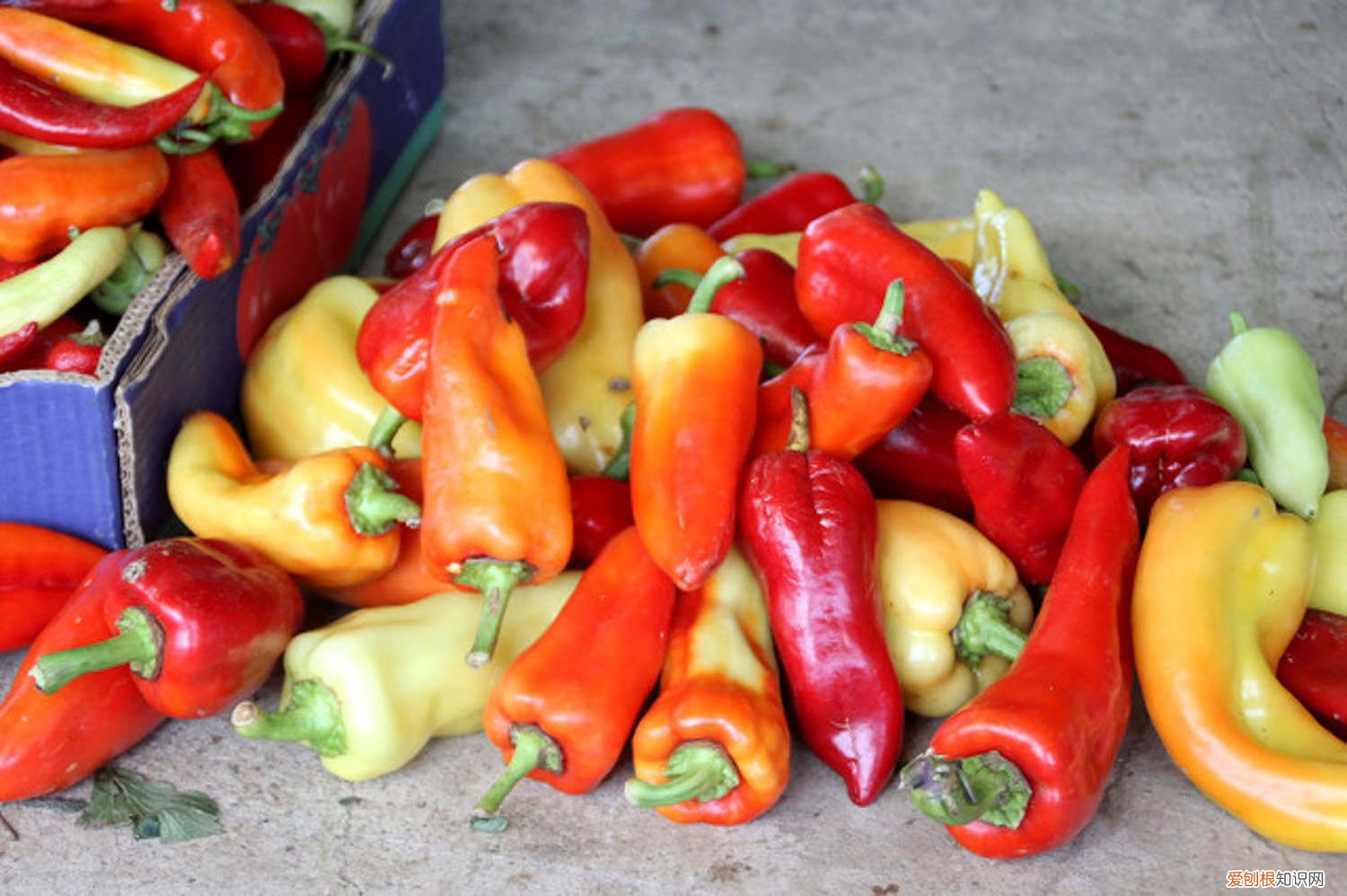 现在辣椒什么价钱 辣椒怎么种,辣椒的价格