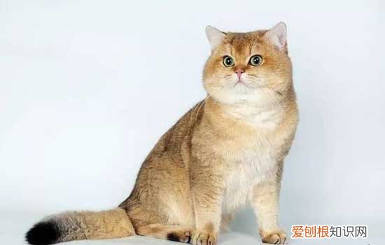 赖氨酸能治猫鼻支吗 猫咪补充赖氨酸的意义何在?