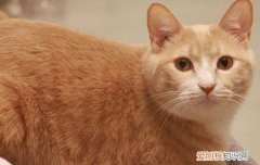 母猫会自己断奶吗 你要相信猫的天性