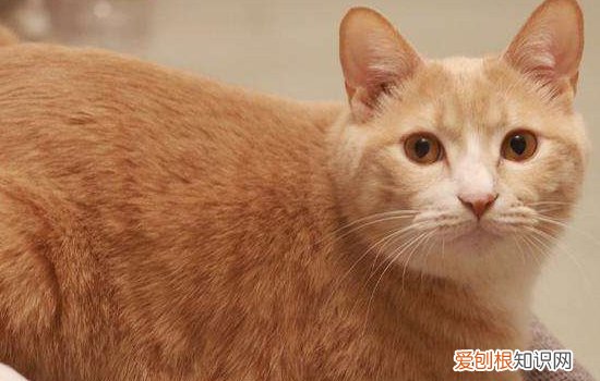 母猫会自己断奶吗 你要相信猫的天性