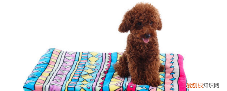 贵宾犬品种有哪些 一共有四种不同品种!