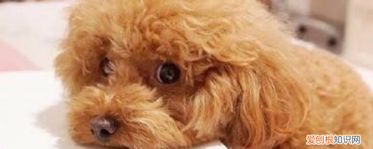 贵宾犬能长多大 按照标准尺寸计算