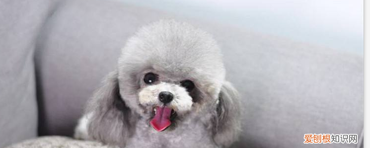 贵宾犬和比熊的区别 体型、尾巴都是有很大的不同点!