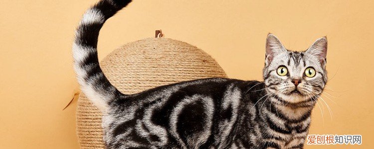 猫咪总是尿床怎么纠正 猫总尿床上怎么办,猫尿床怎么纠正,猫尿床怎么办