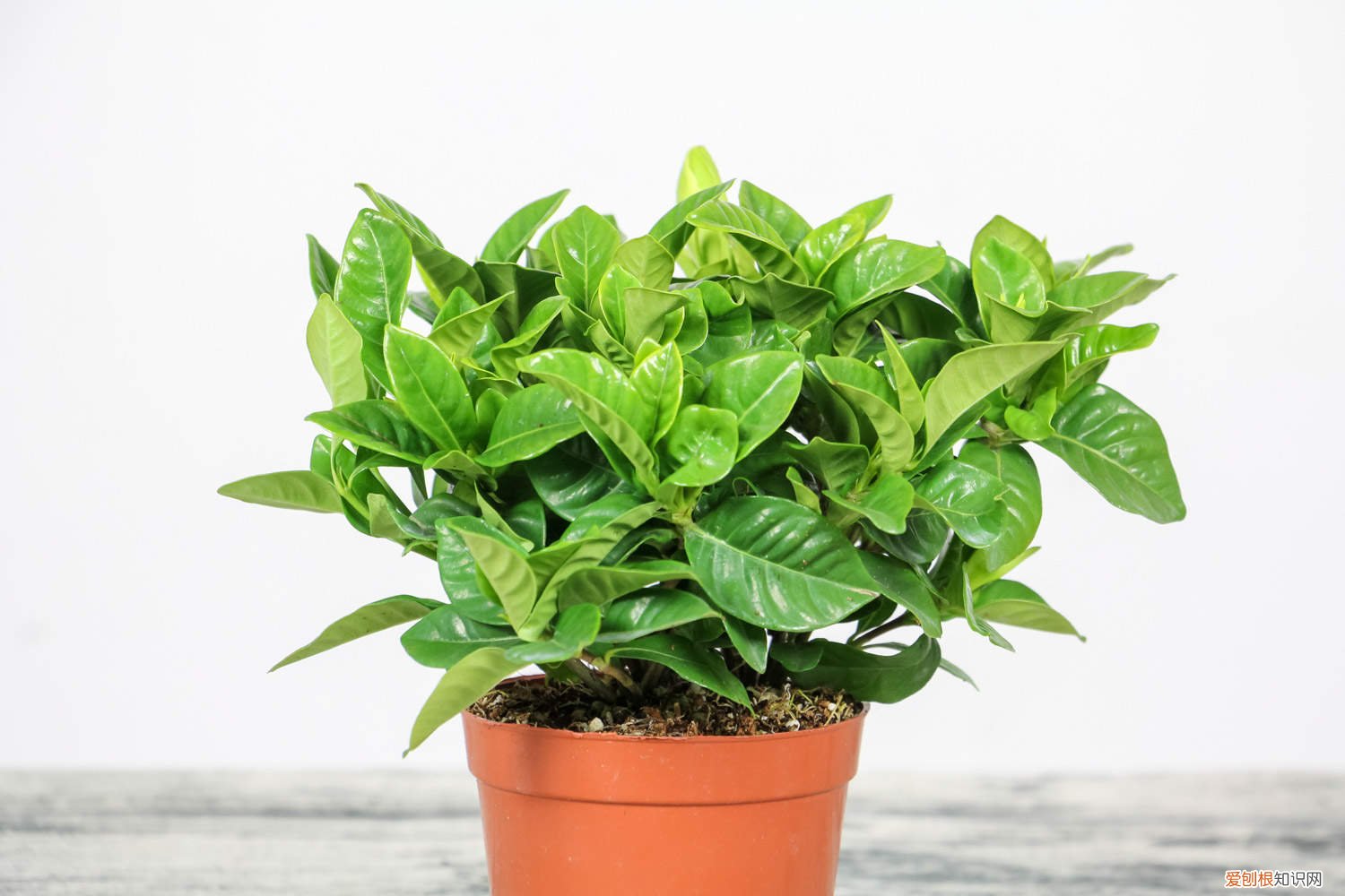 怎么样修剪栀子花 栀子花怎么修剪，栀子花修剪方法