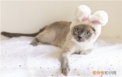 猫穿上衣服不会走路了怎么办,猫穿上衣服就不会走路了该怎么引导,猫为什么穿上衣服就不会走