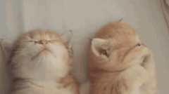 猫为什么不喜欢和人玩 如何让猫像狗狗一样与人亲近