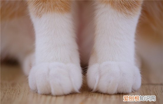 猫爪印和狗爪印是一样的吗 猫的肉垫原来比狗多