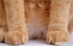猫爪印和狗爪印是一样的吗 猫的肉垫原来比狗多