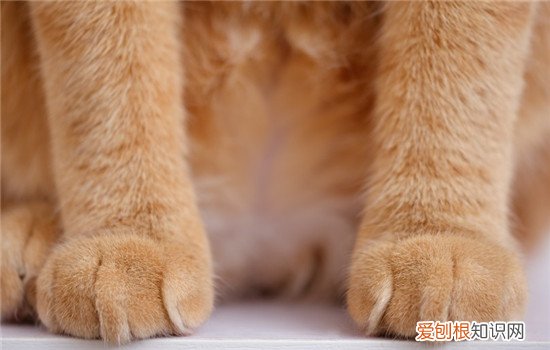 猫爪印和狗爪印是一样的吗 猫的肉垫原来比狗多