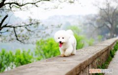 狗狗打喷嚏怎么回事精神很好 狗狗打喷嚏是怎么回事