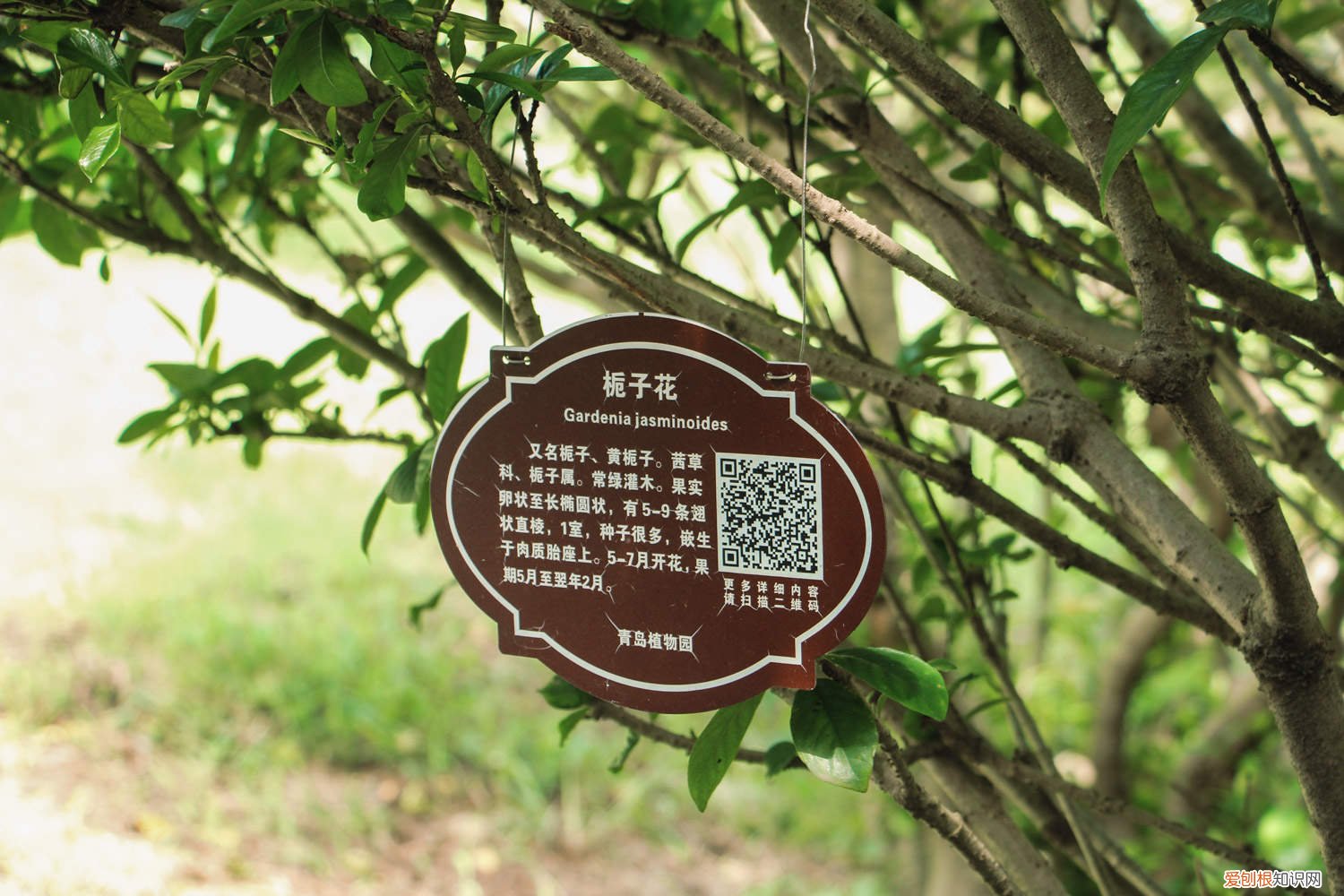 栀子花冬季落叶怎么办 栀子花怎么养，栀子花冬天落叶吗