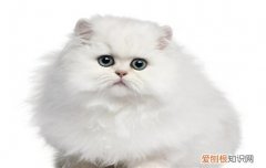 猫会屈服于暴力吗 惩罚猫咪你还用打吗？