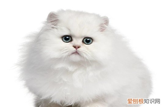 猫会屈服于暴力吗 惩罚猫咪你还用打吗？