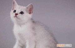 猫传腹会传染给人类吗 这个误区你一定要了解