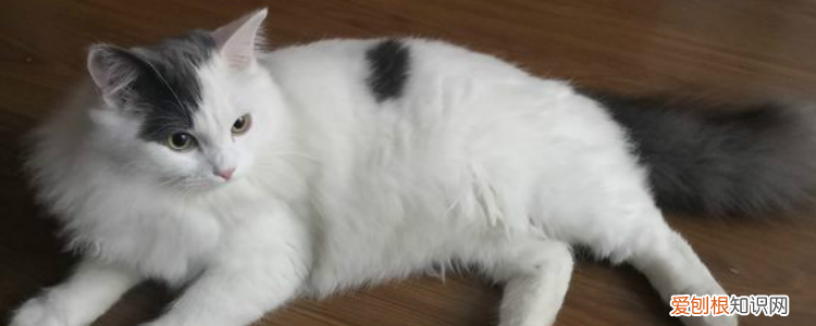 猫猫鼻屎特别大是什么情况 猫咪鼻屎多怎么回事,猫咪逼事多是什么原因,猫咪鼻屎多怎么回事