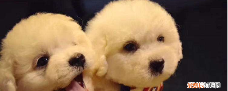 比熊聪明吗 并不属于聪明，训练很关键