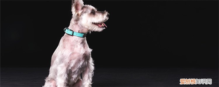 雪纳瑞品相怎么看 身体特征都可以很好的说明了!