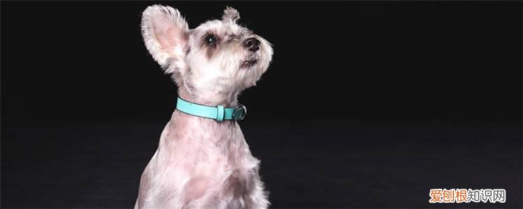 雪纳瑞能活多少年 13-16年之间的!