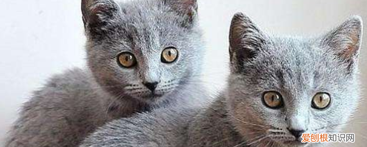 猫咪需要挤肛门腺么,猫咪什么情况需要挤肛门腺,猫咪肛门腺挤不出来是不是没有