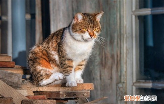 猫咪能不能吃蒸熟的蟹腿 猫咪能不能吃蒸熟的蟹