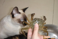 猫咪能不能吃蒸熟的蟹腿 猫咪能不能吃蒸熟的蟹