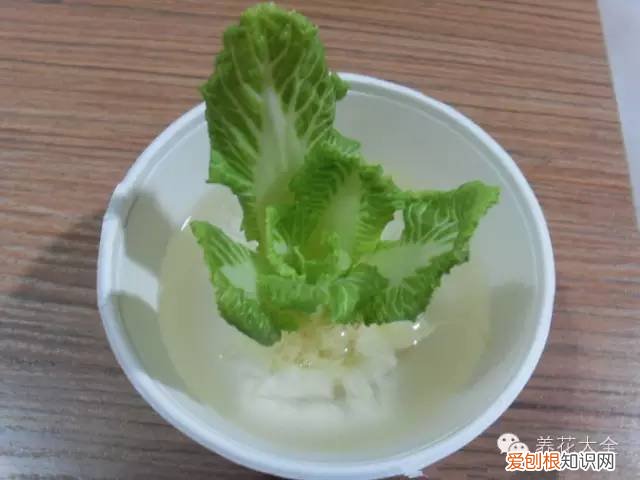 养花小技巧,轻松养,28个养花小绝技,学会你也是养花达人! 养啥都能活