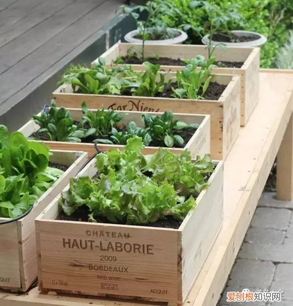 养花小技巧,轻松养,28个养花小绝技,学会你也是养花达人! 养啥都能活