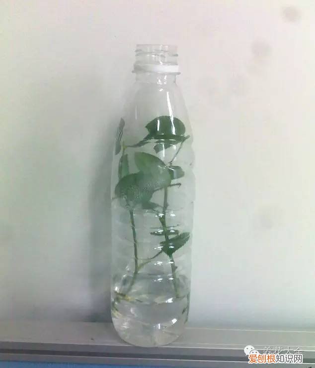 养花小技巧,轻松养,28个养花小绝技,学会你也是养花达人! 养啥都能活